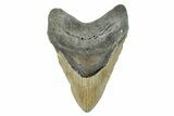 Fossil Megalodon Tooth - North Carolina #274757-1